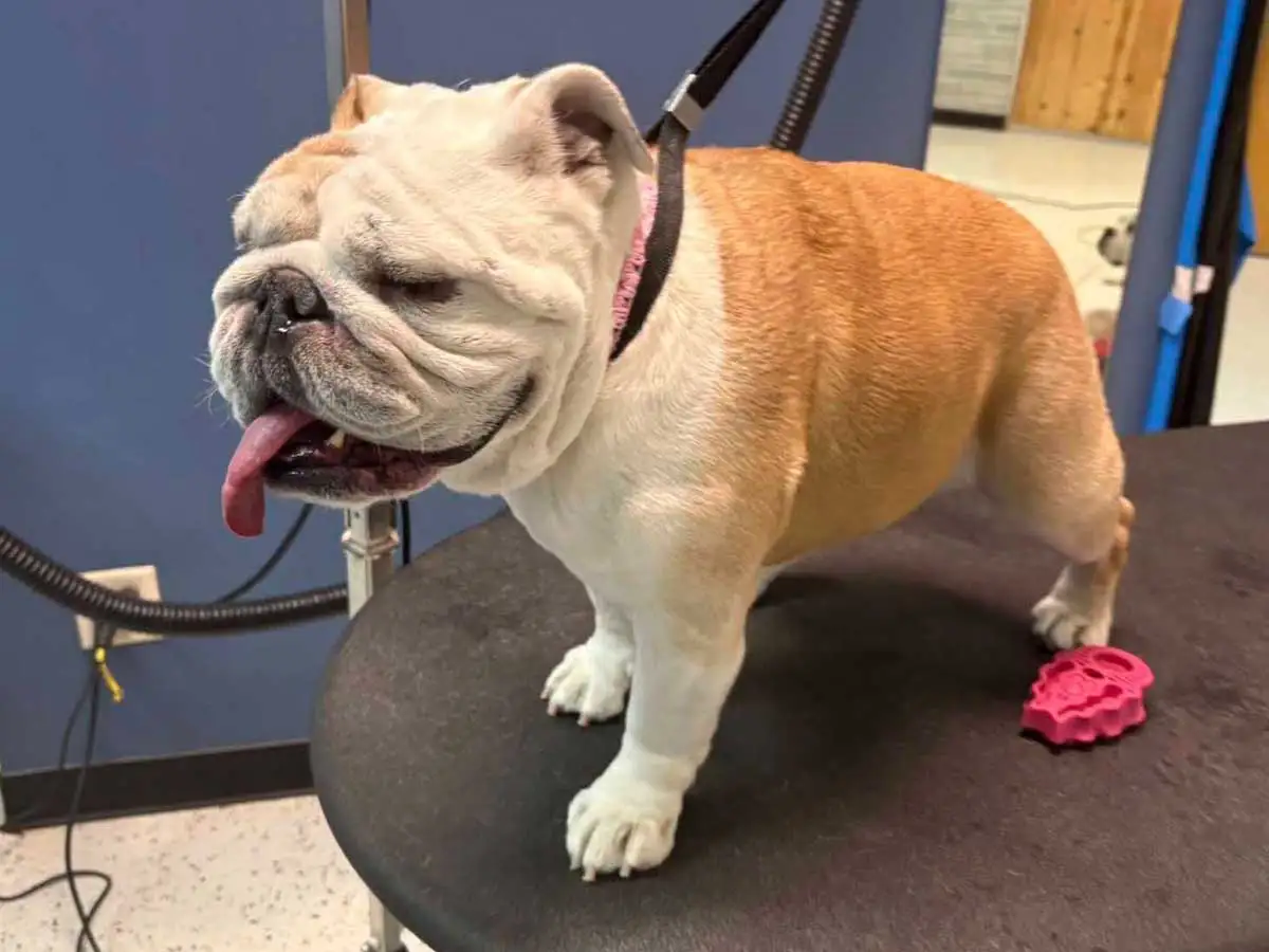 dog-groomer-1