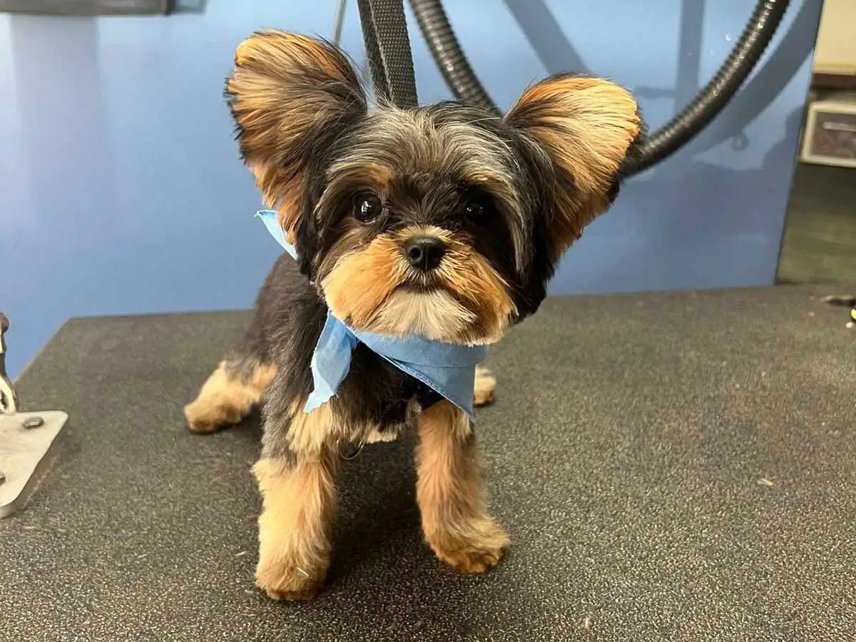dog-groomer-10