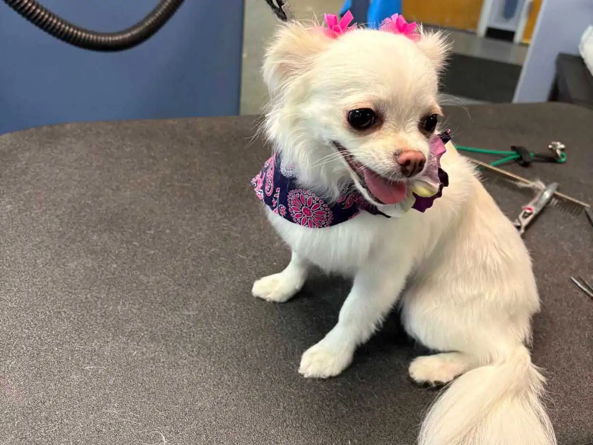 dog-groomer-3