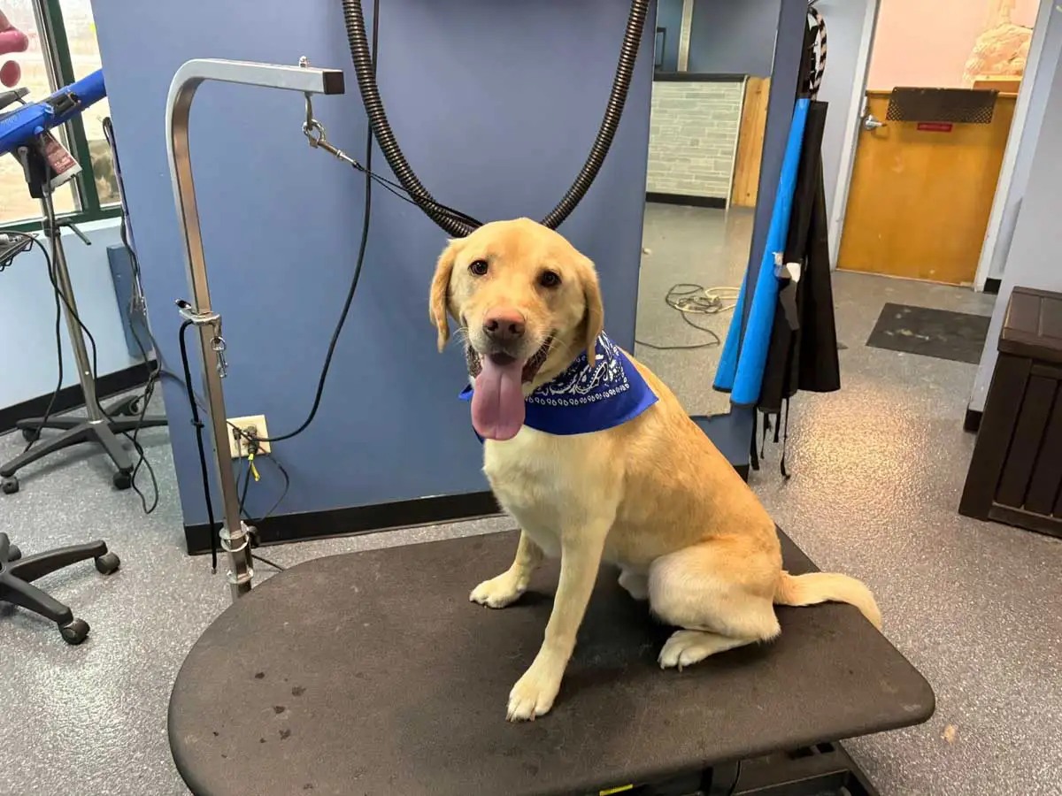 dog-groomer-4