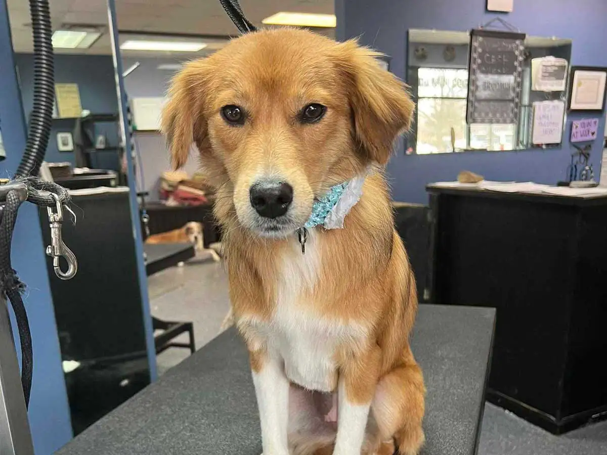 dog-groomer-5
