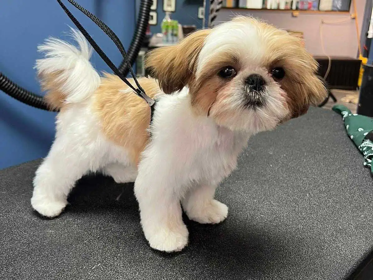 dog-groomer-7