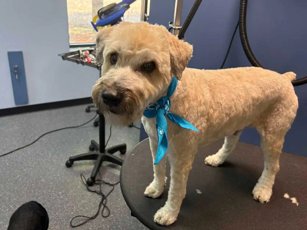 dog-groomer-8