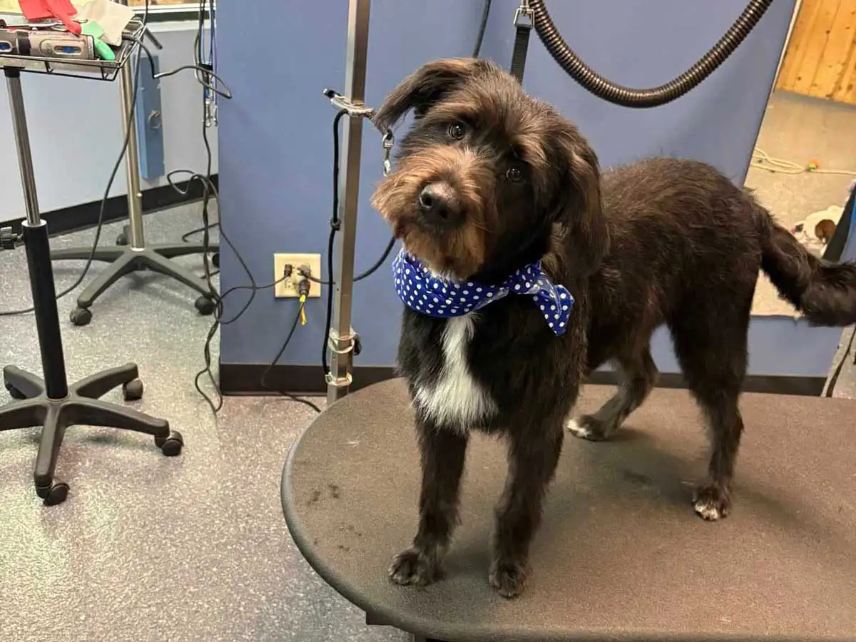 dog-groomer-9